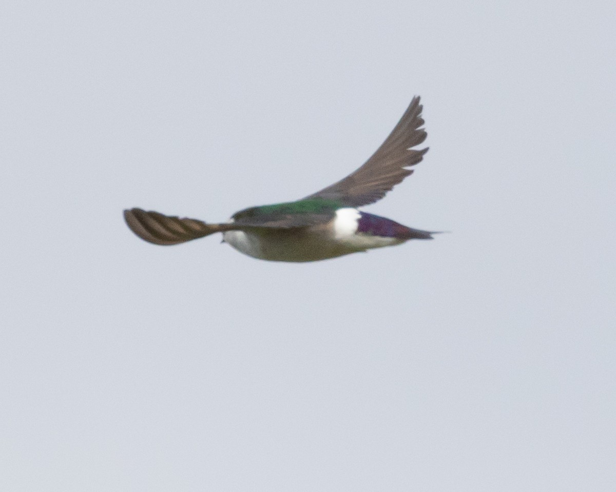 Violet-green Swallow - ML620990907