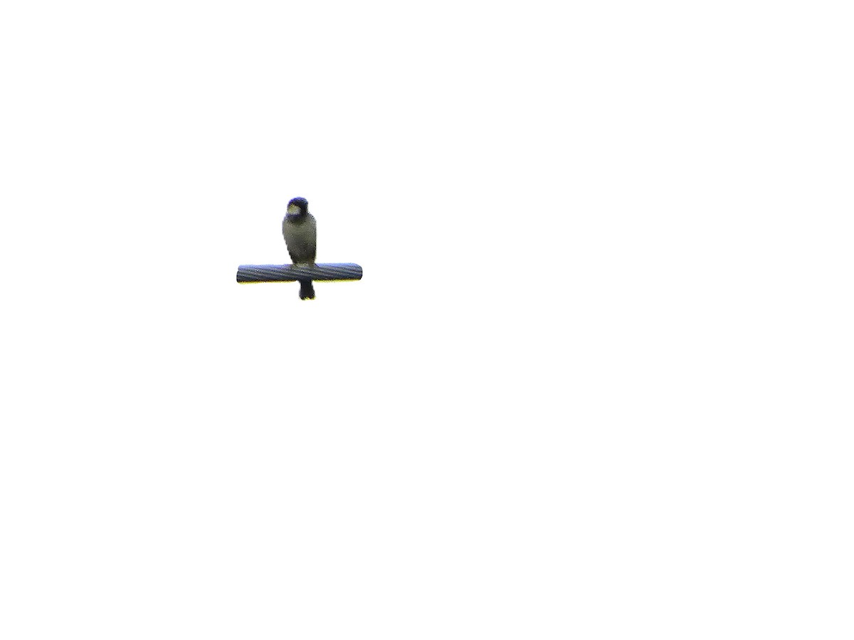 House Sparrow - ML620990976