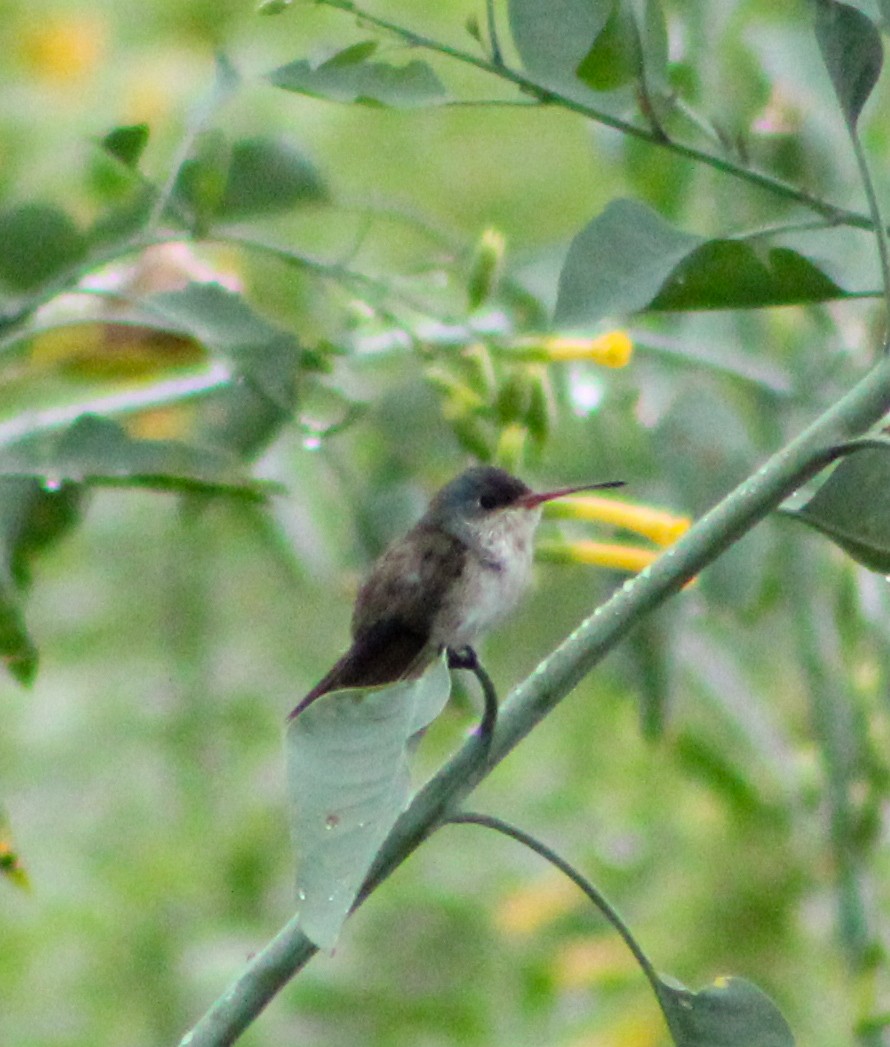 Violet-crowned Hummingbird - ML620990986