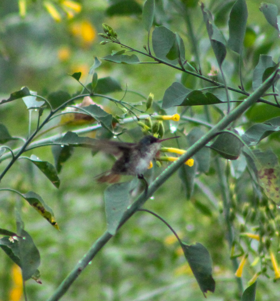 Violet-crowned Hummingbird - ML620990988