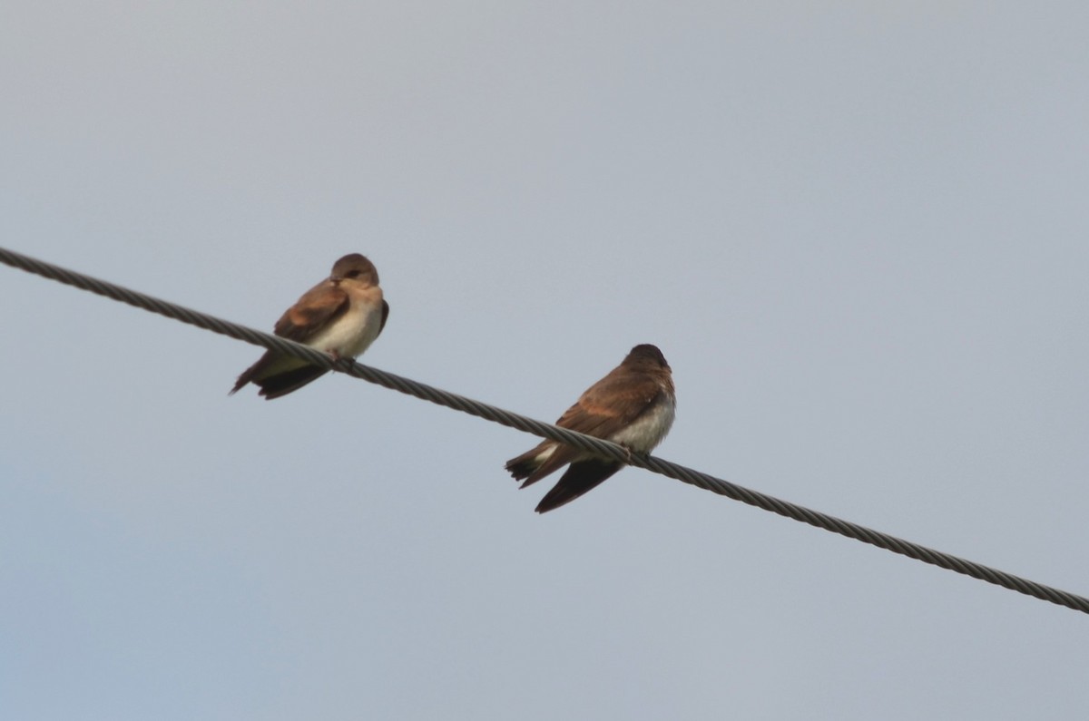 Northern Rough-winged Swallow - ML620990989