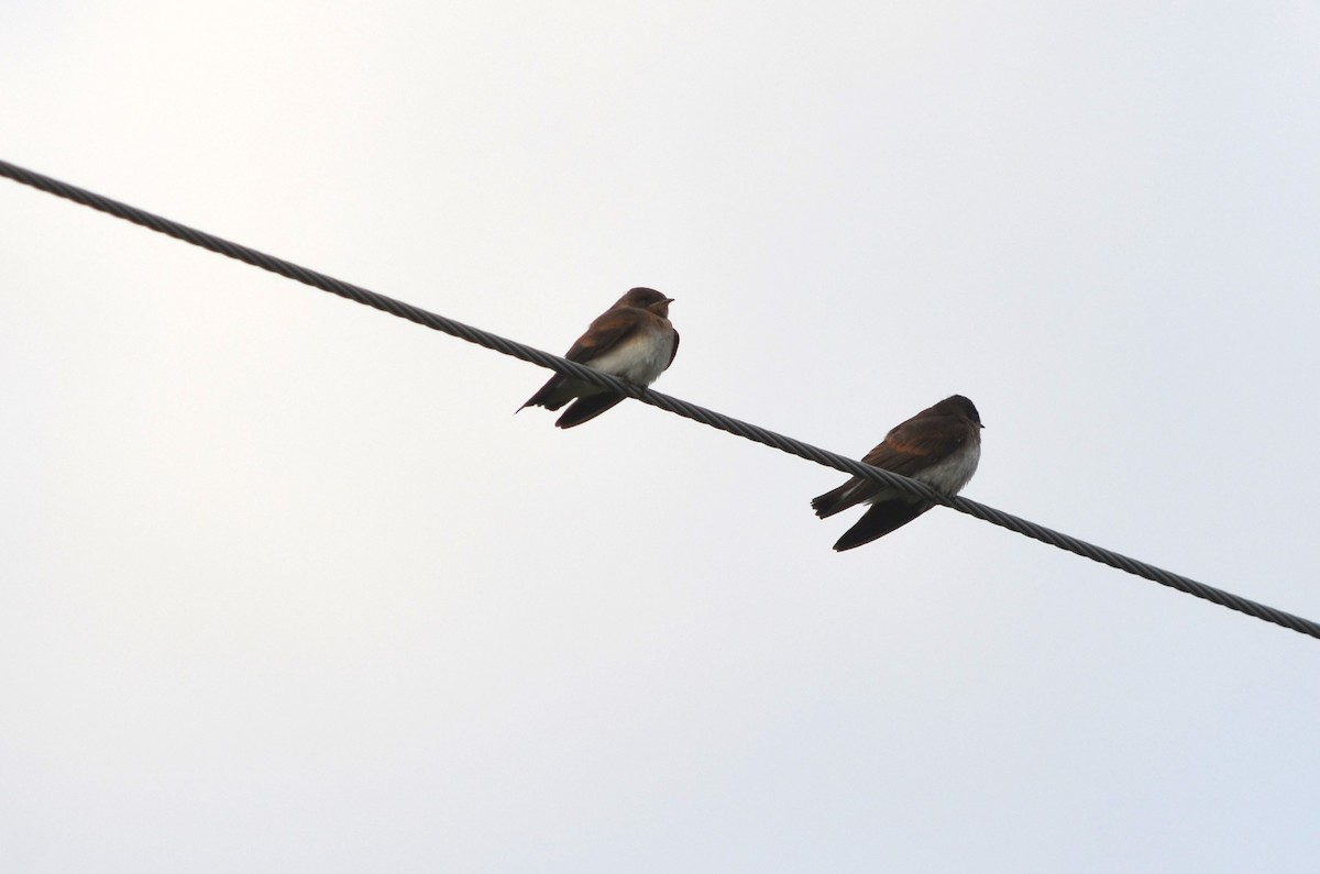 Northern Rough-winged Swallow - ML620990990