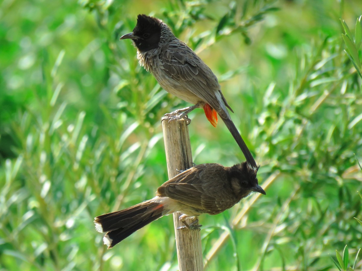 Red-vented Bulbul - ML620990995