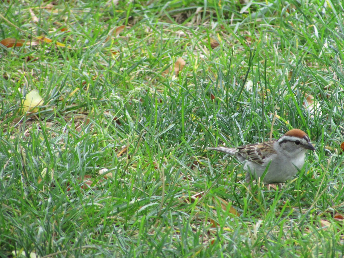 Chipping Sparrow - ML620991003