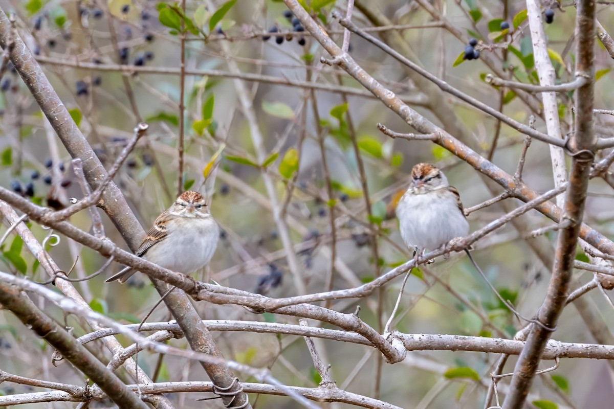 Chipping Sparrow - Sandy & Bob Sipe