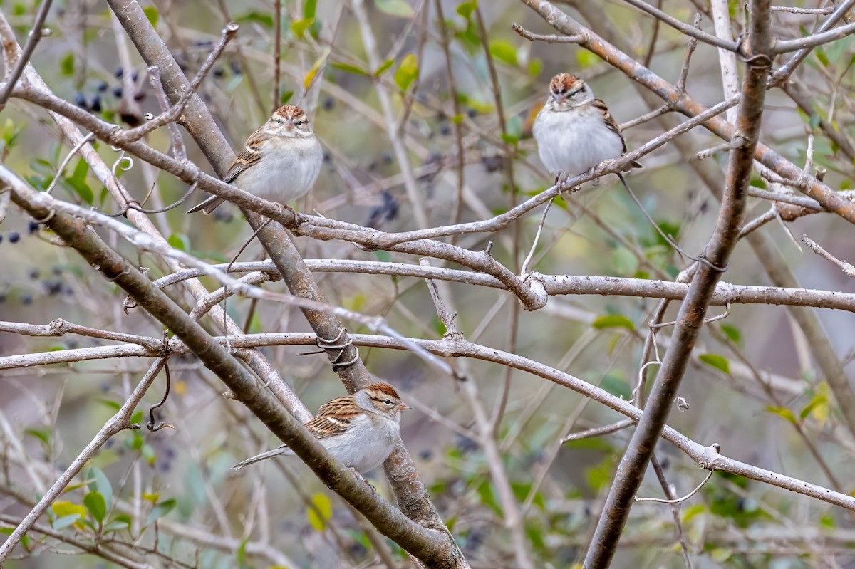Chipping Sparrow - ML620991061