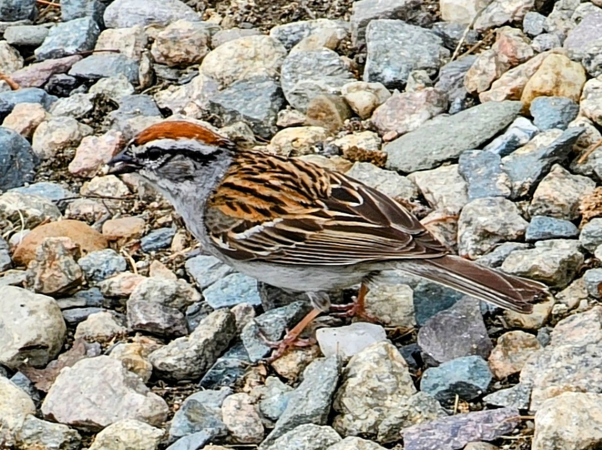 Chipping Sparrow - ML620991064