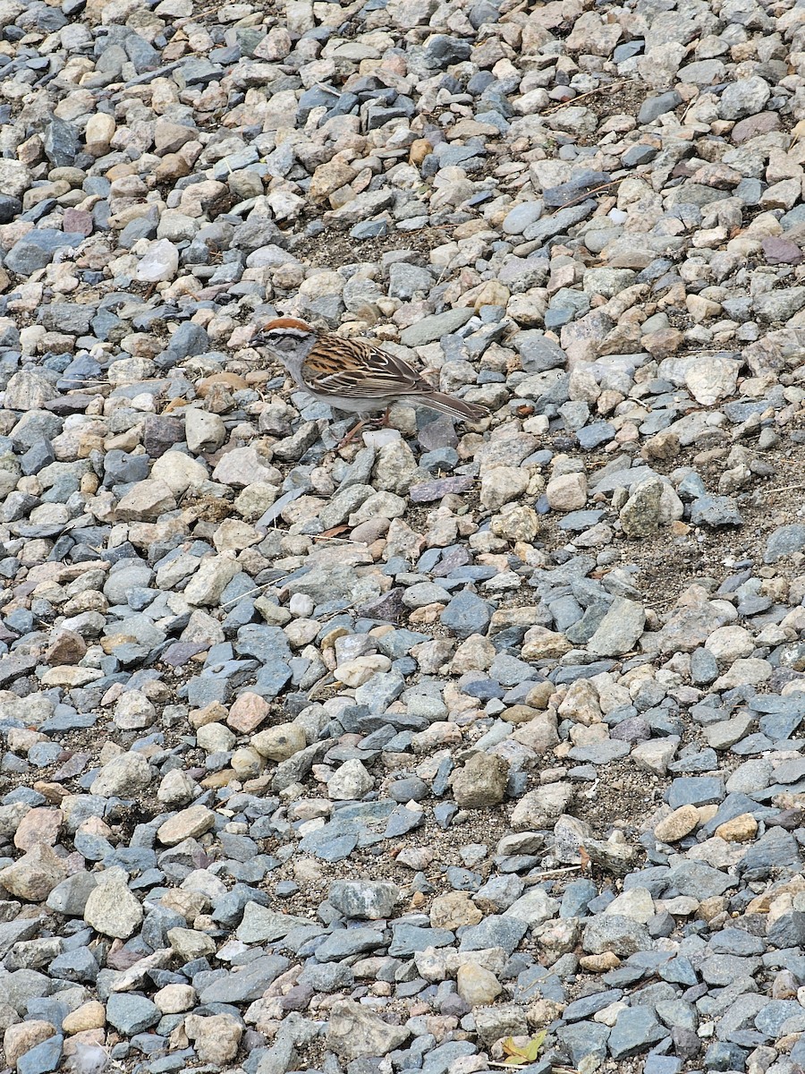 Chipping Sparrow - ML620991065