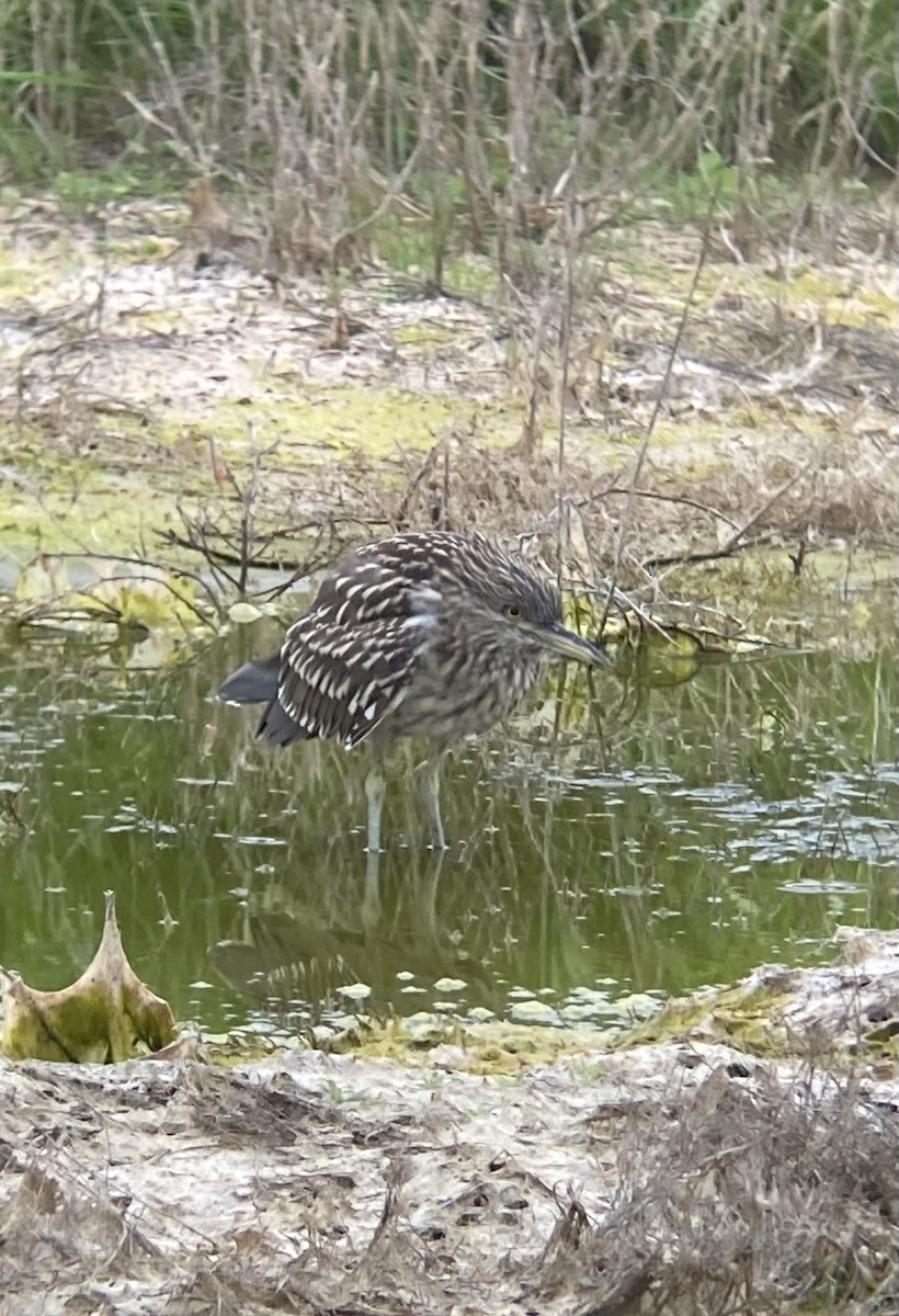 Квак звичайний - ML620991076