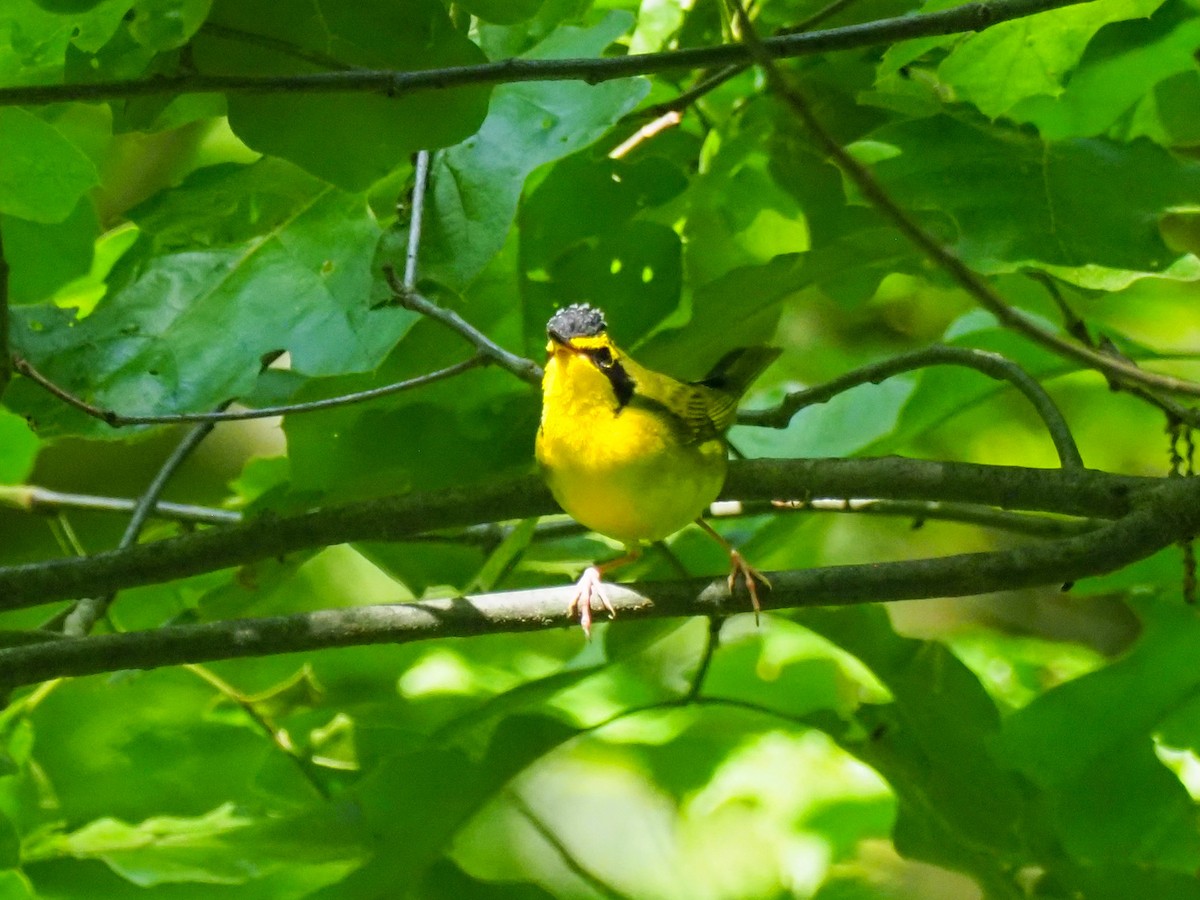 Kentucky Warbler - ML620991106