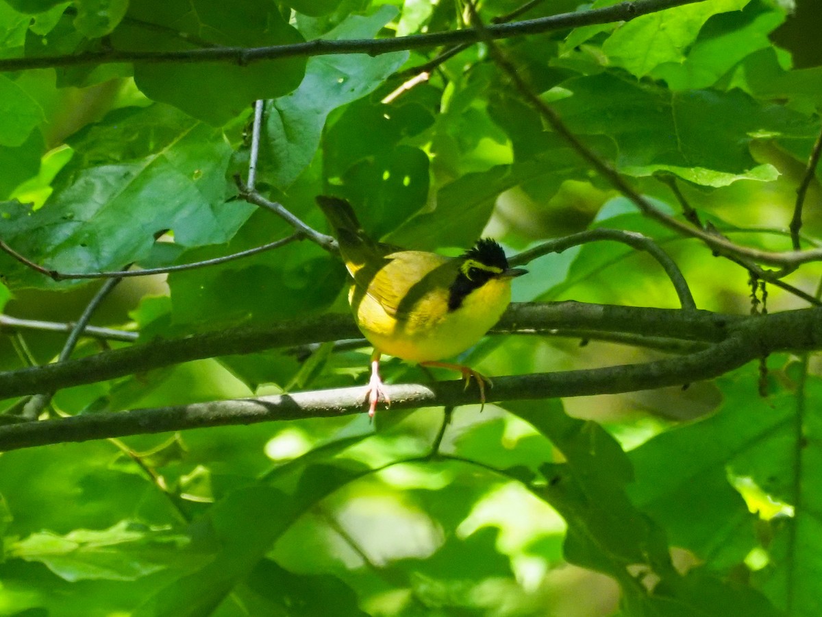 Kentucky Warbler - ML620991107
