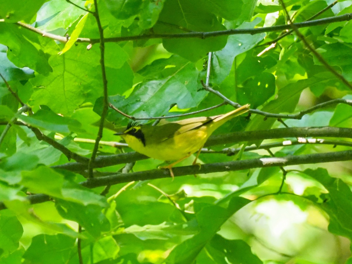 Kentucky Warbler - ML620991108
