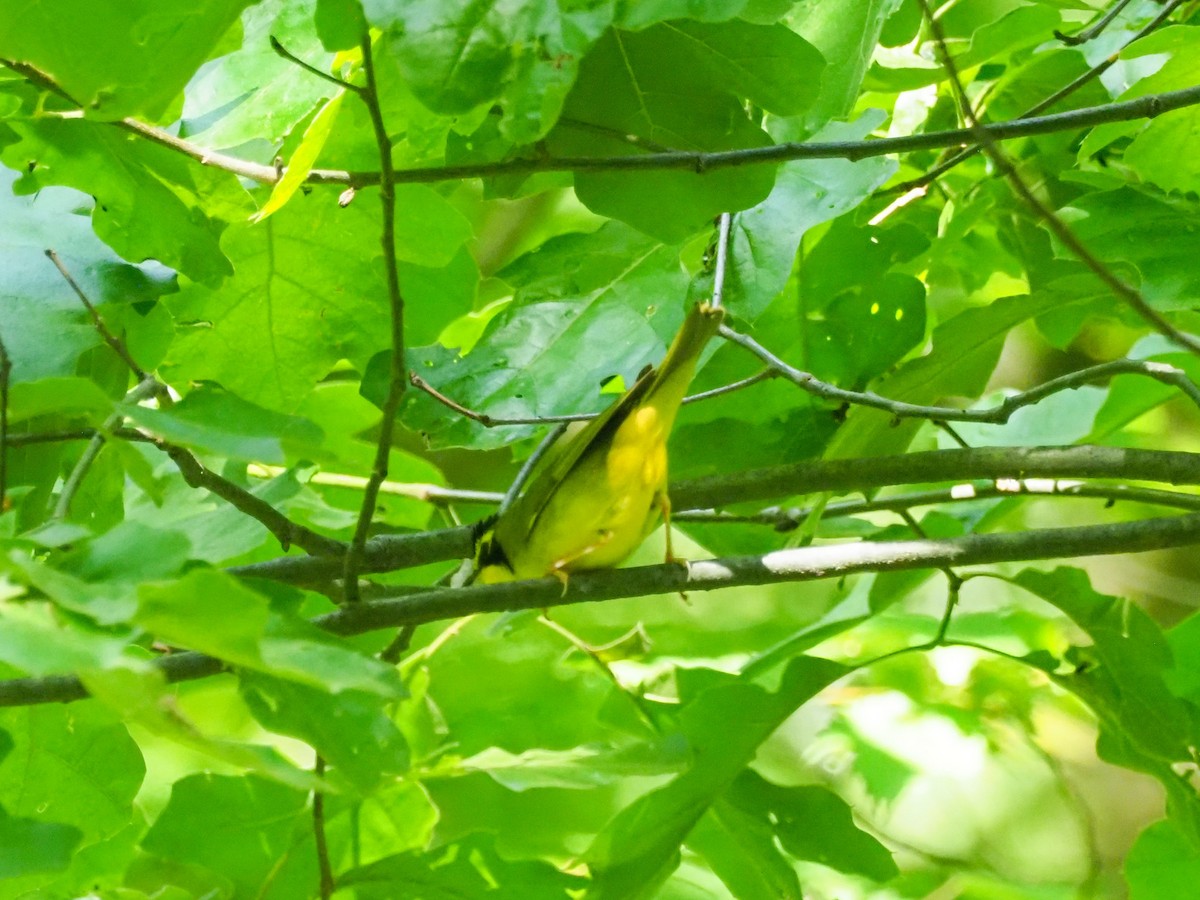 Kentucky Warbler - ML620991109