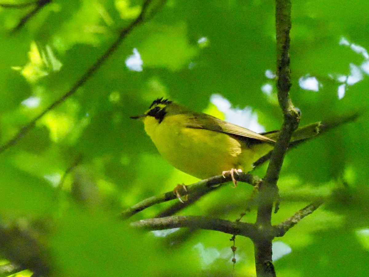 Kentucky Warbler - ML620991110