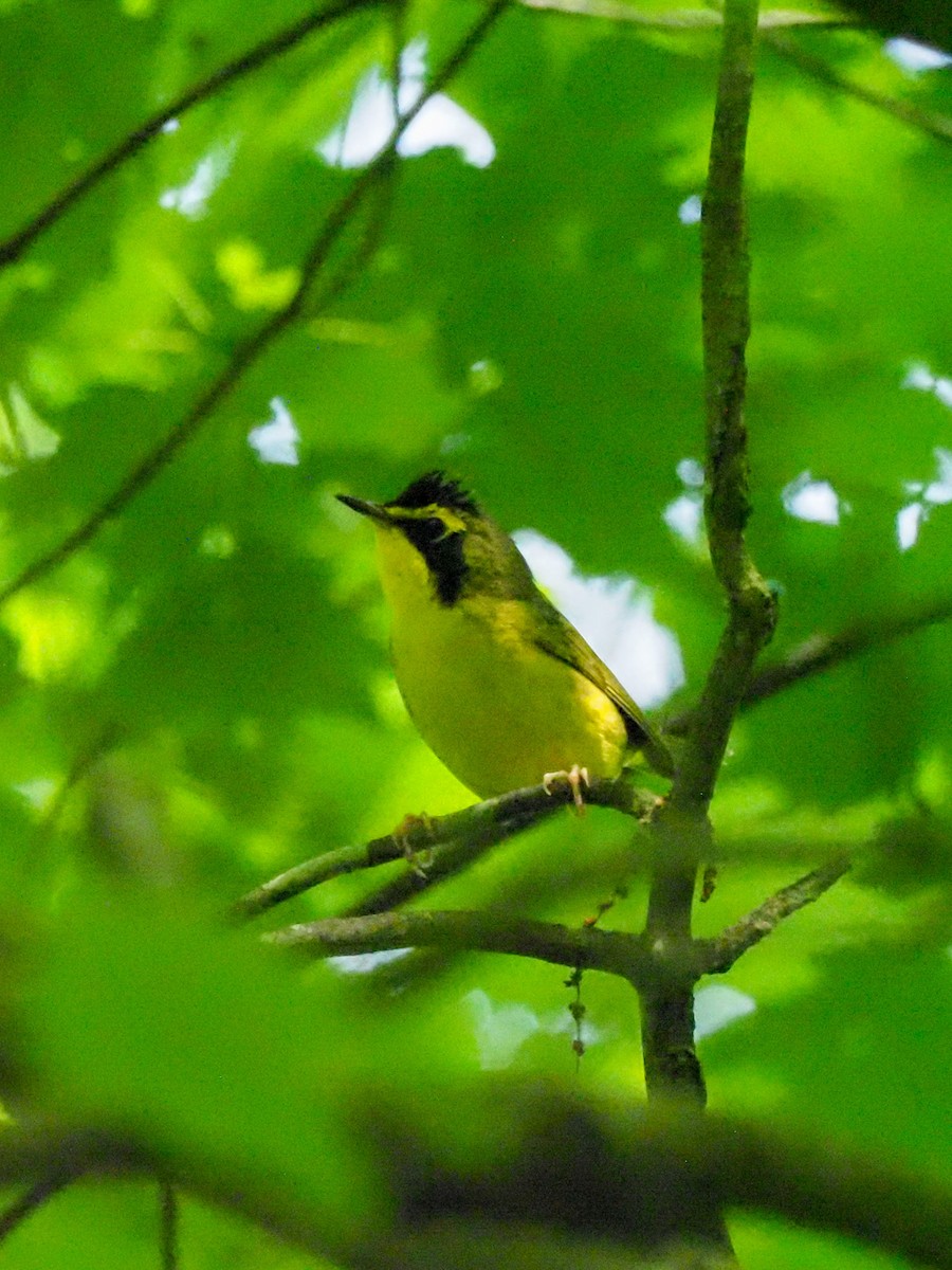 Kentucky Warbler - ML620991111