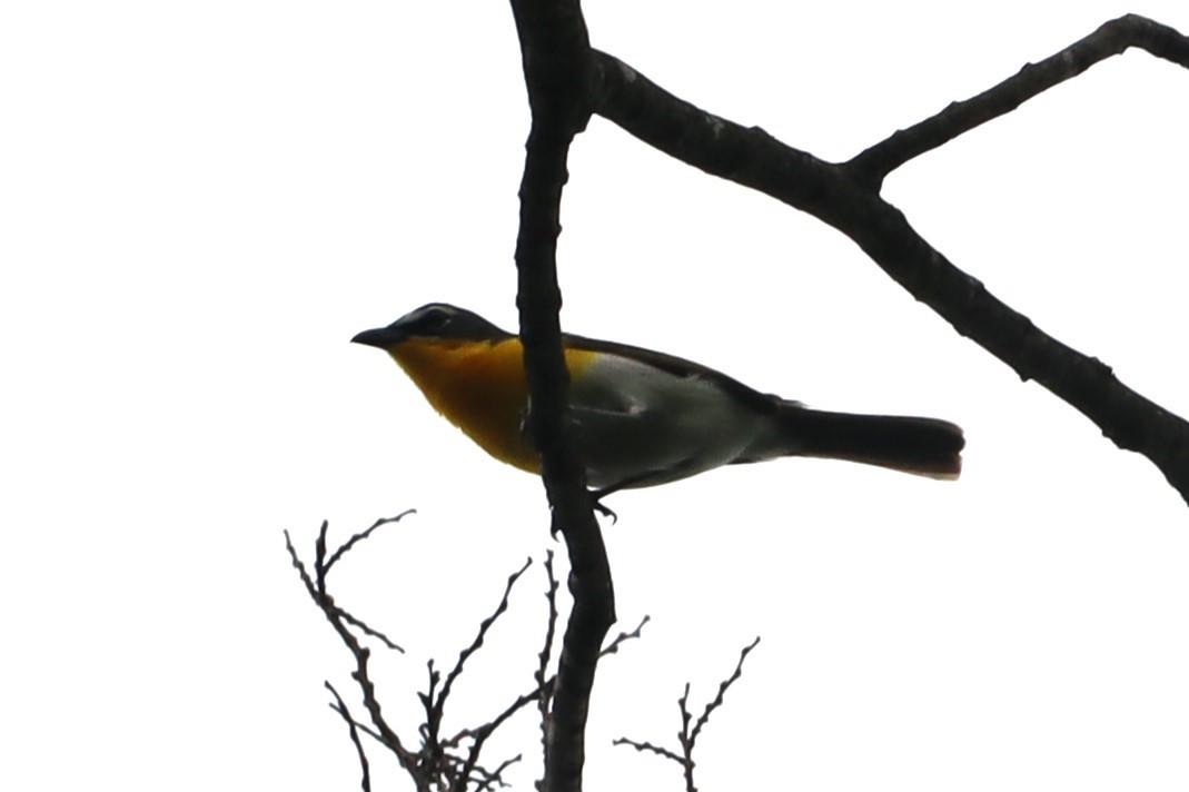 Yellow-breasted Chat - ML620991120