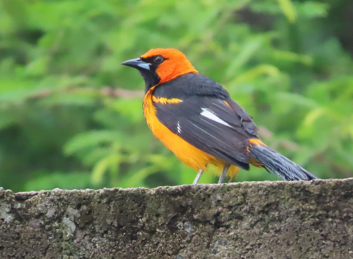 Spot-breasted Oriole - ML620991138