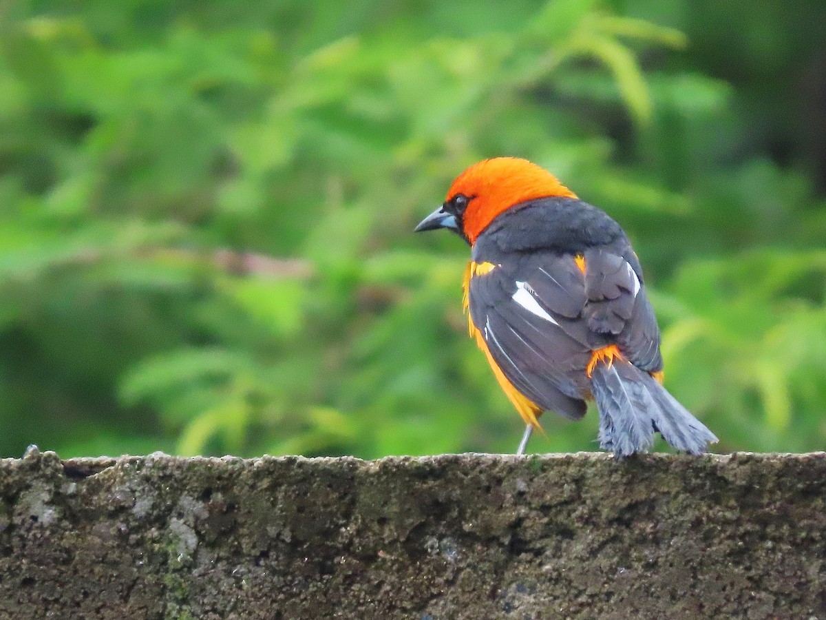 Spot-breasted Oriole - Alfonso Auerbach