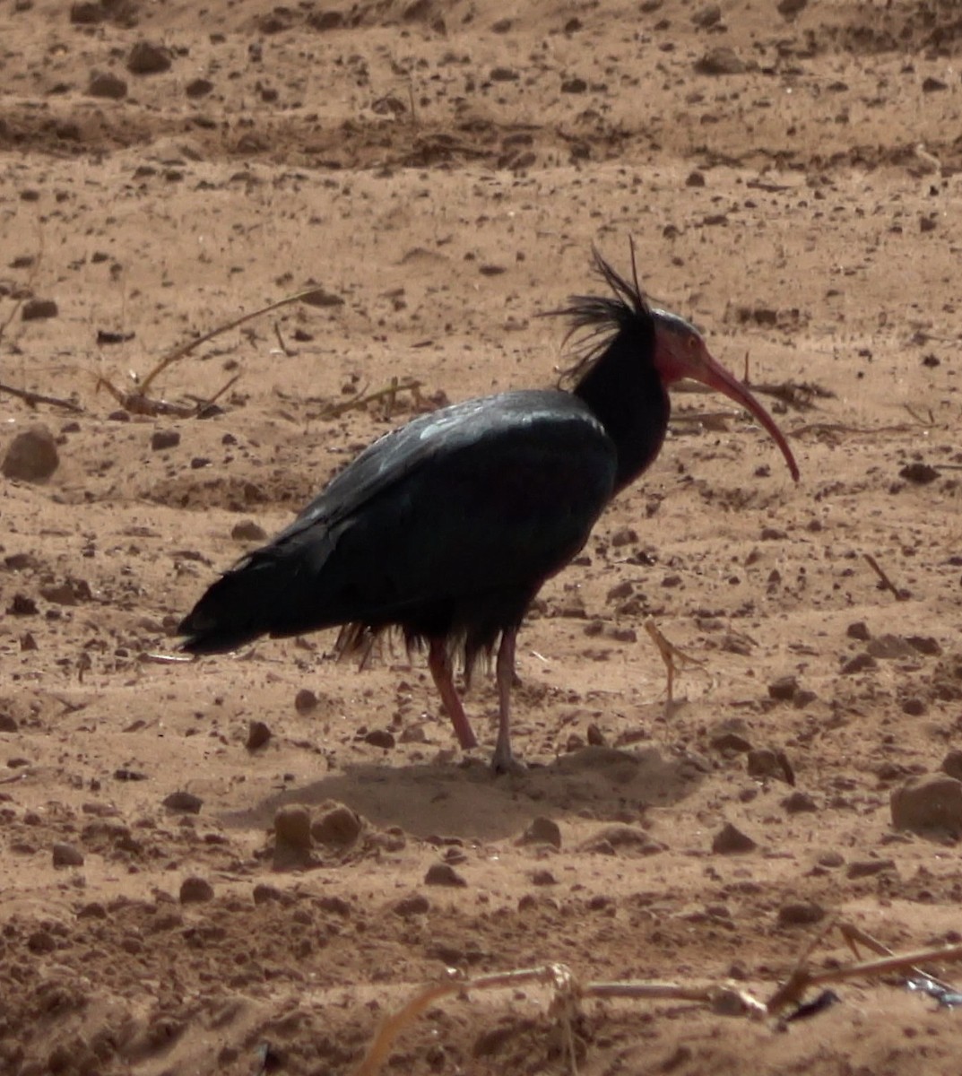 skallet ibis - ML620991146