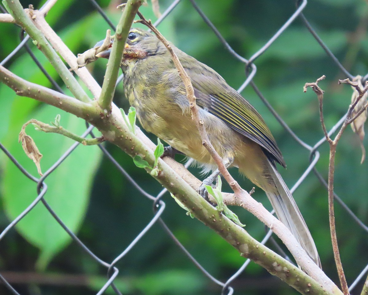 Cinnamon-bellied Saltator - Alfonso Auerbach