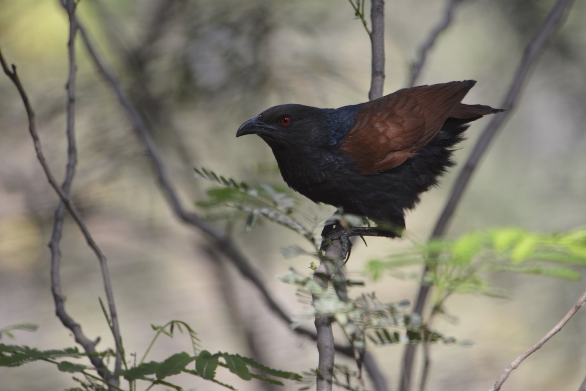 Greater Coucal - ML620991241
