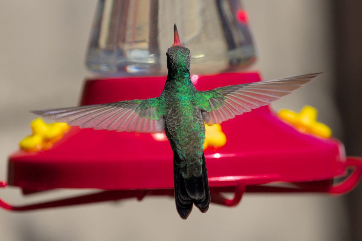 Broad-billed Hummingbird - ML620991257