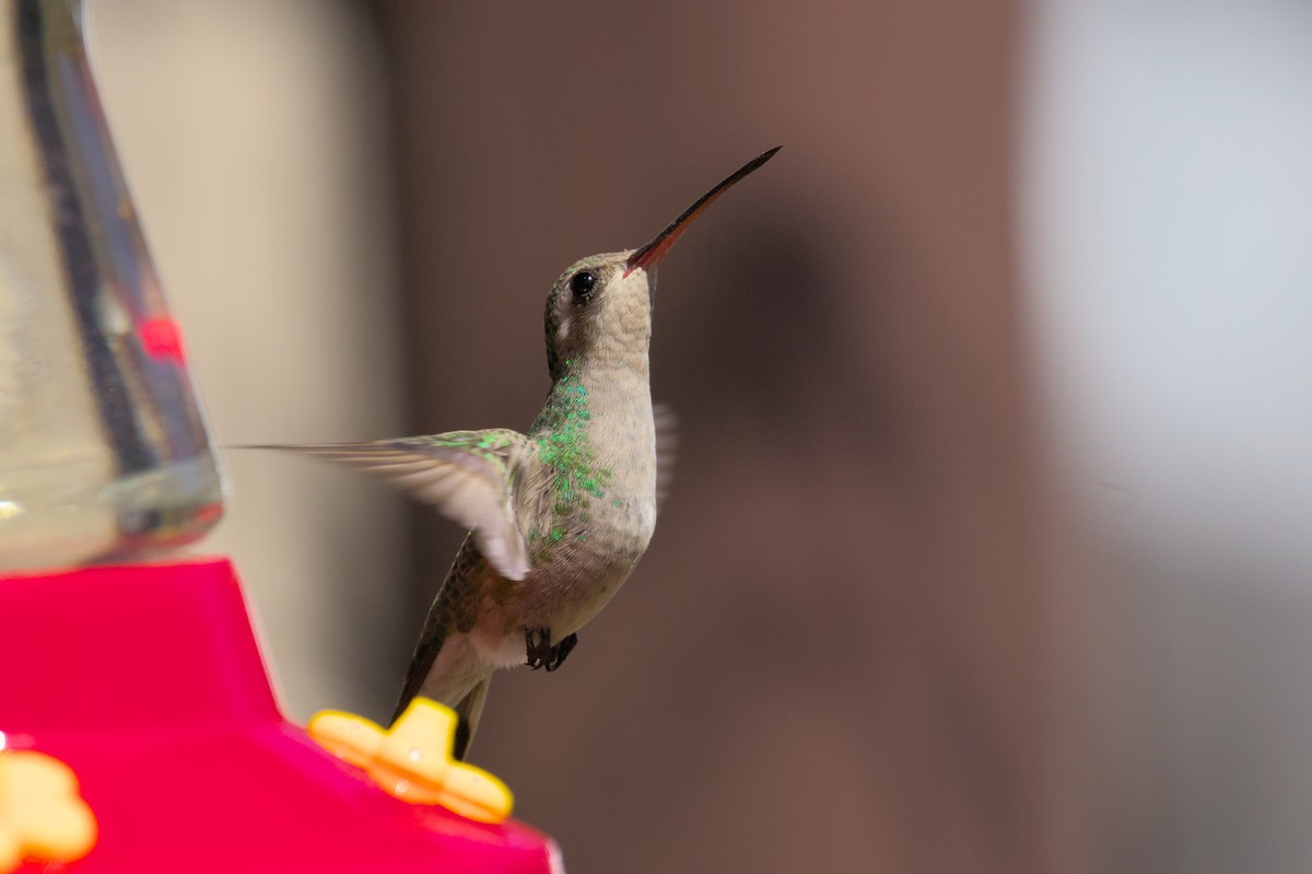 Broad-billed Hummingbird - ML620991304