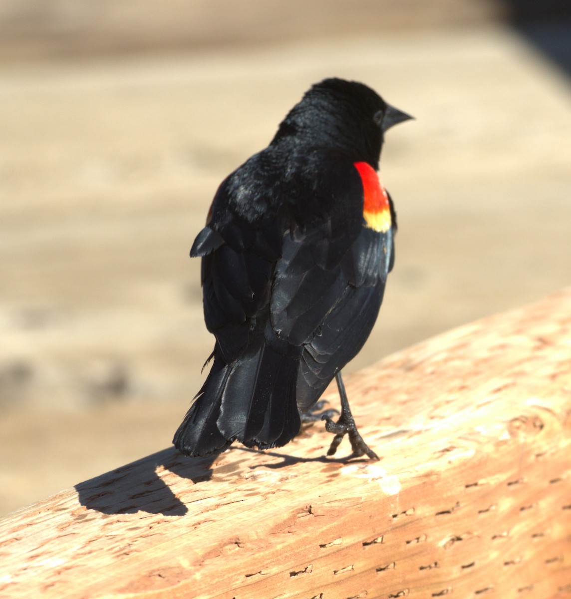 Red-winged Blackbird - ML620991344