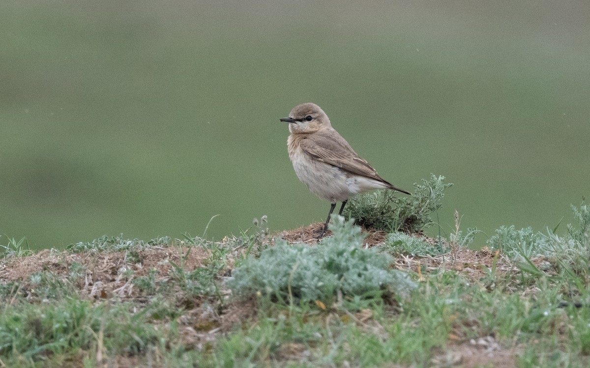 Isabelline Wheatear - ML620991377