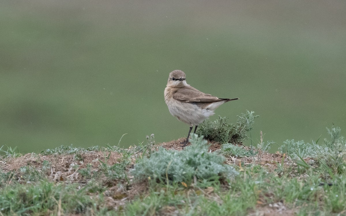 Isabelline Wheatear - ML620991378