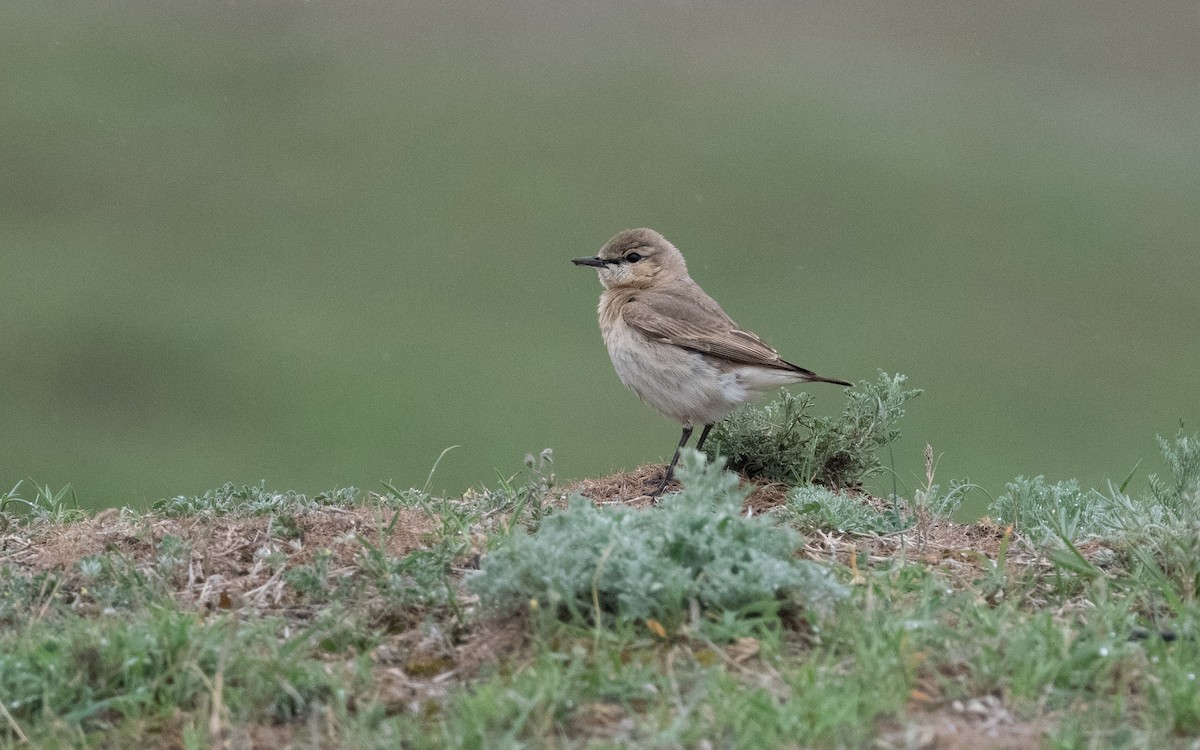 Isabelline Wheatear - ML620991379