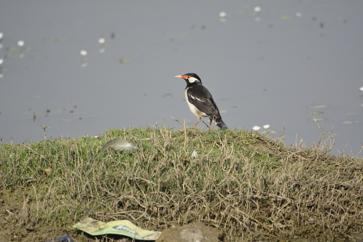 Indian Pied Starling - ML620991400