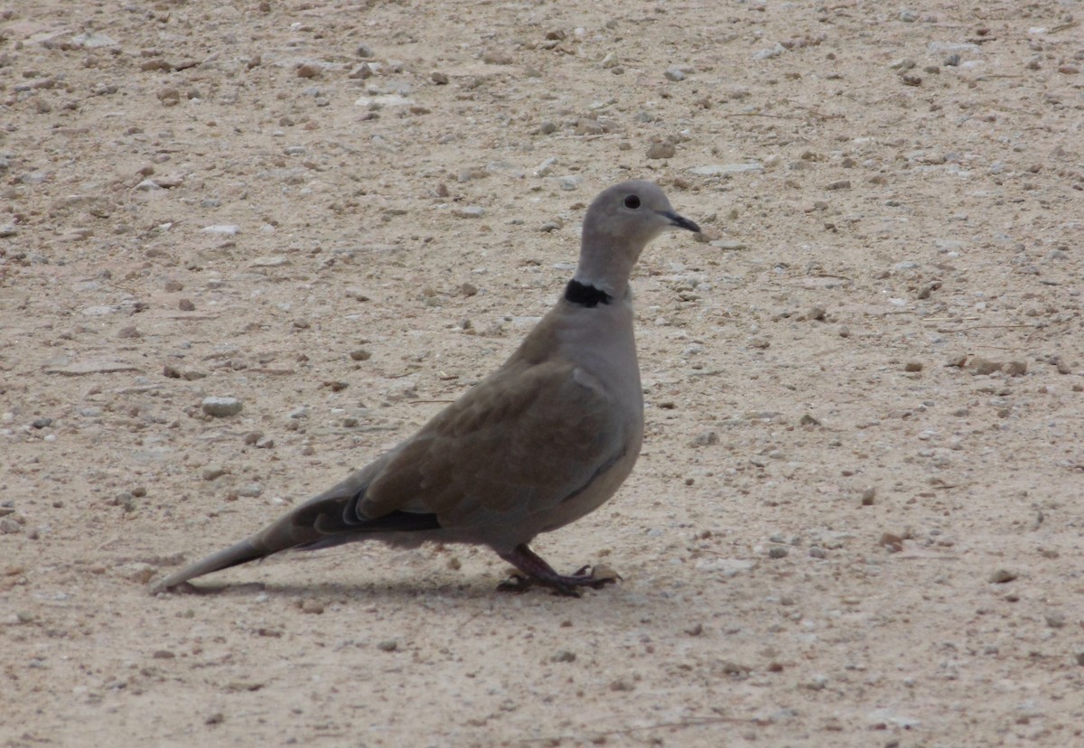Eurasian Collared-Dove - ML620991402