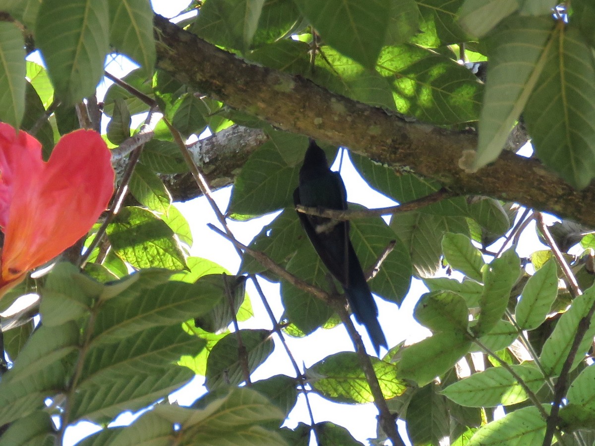 Swallow-tailed Hummingbird - ML620991404
