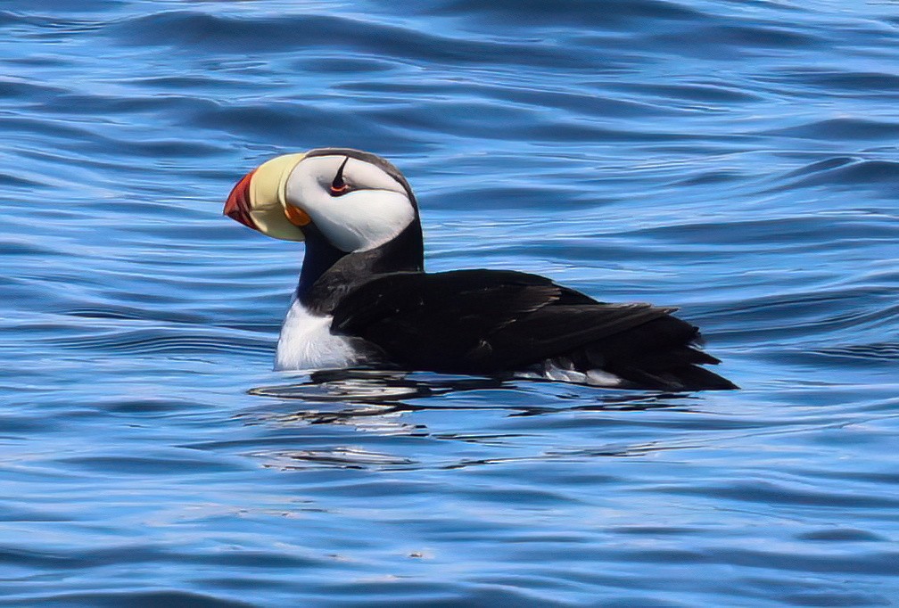 Horned Puffin - ML620991405