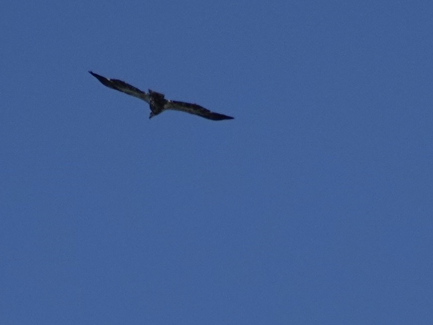 Bald Eagle - Lottie Bushmann