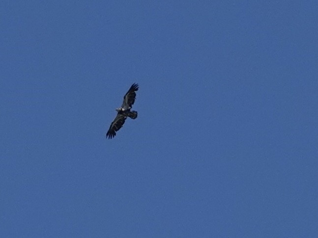 Bald Eagle - Lottie Bushmann