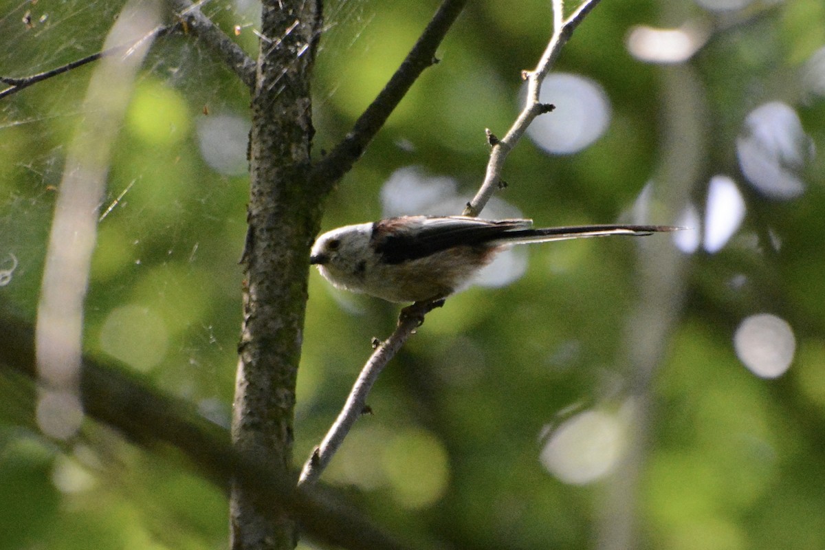 Long-tailed Tit - Anton Kornilov