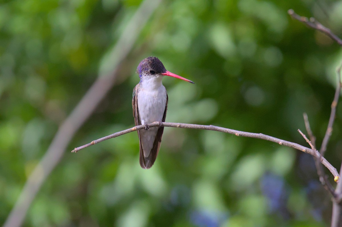 Violet-crowned Hummingbird - ML620991495