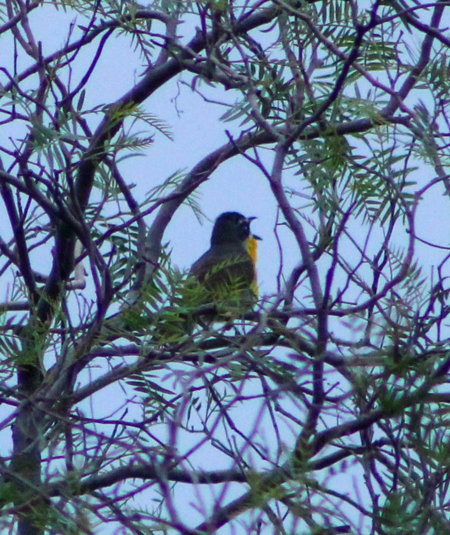 Yellow-breasted Chat - ML620991507