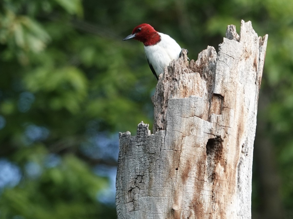 Red-headed Woodpecker - ML620991508