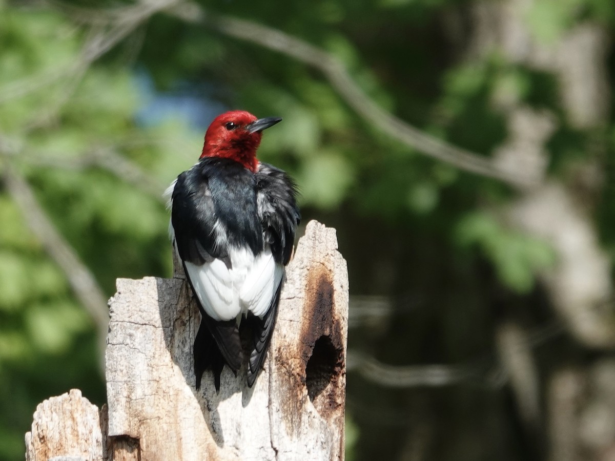 Red-headed Woodpecker - ML620991509