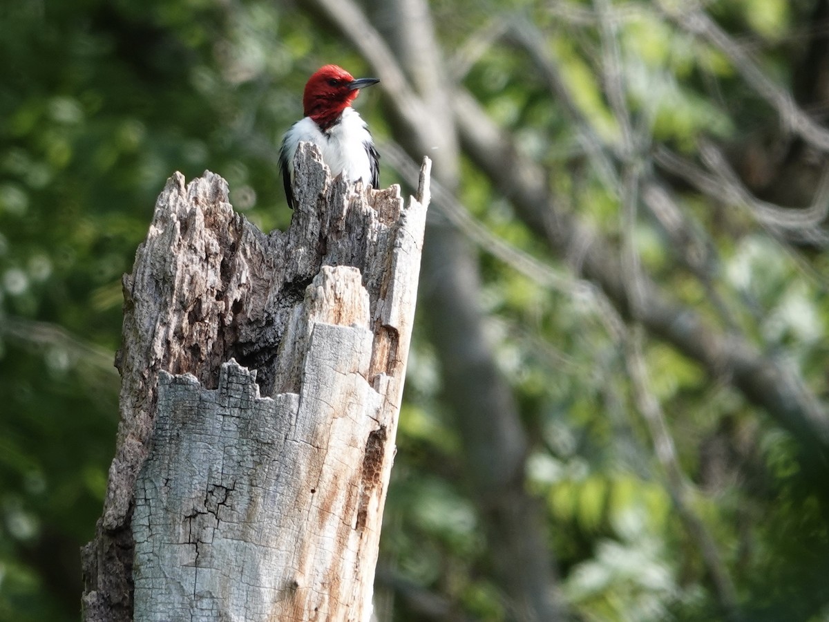 Red-headed Woodpecker - ML620991510