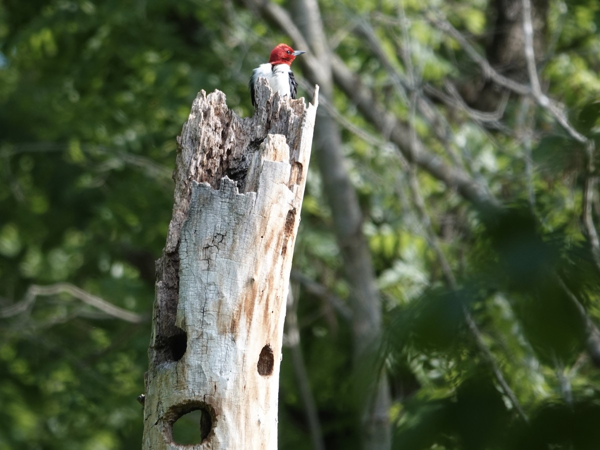 Red-headed Woodpecker - ML620991511