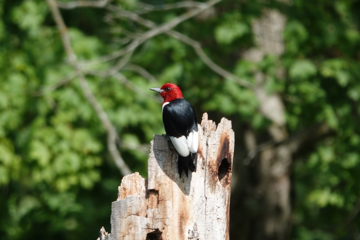 Red-headed Woodpecker - Lottie Bushmann