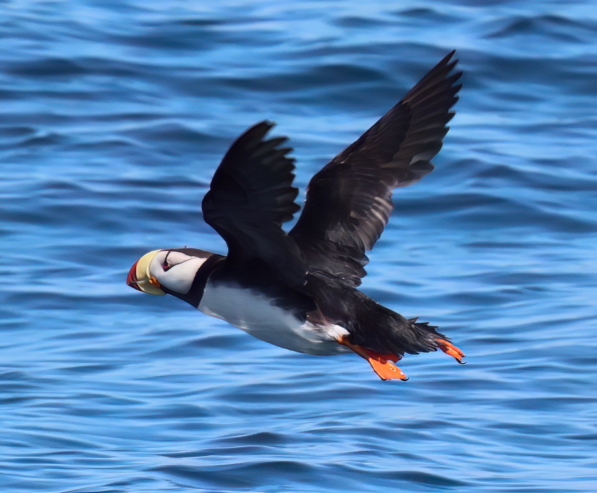 Horned Puffin - ML620991515