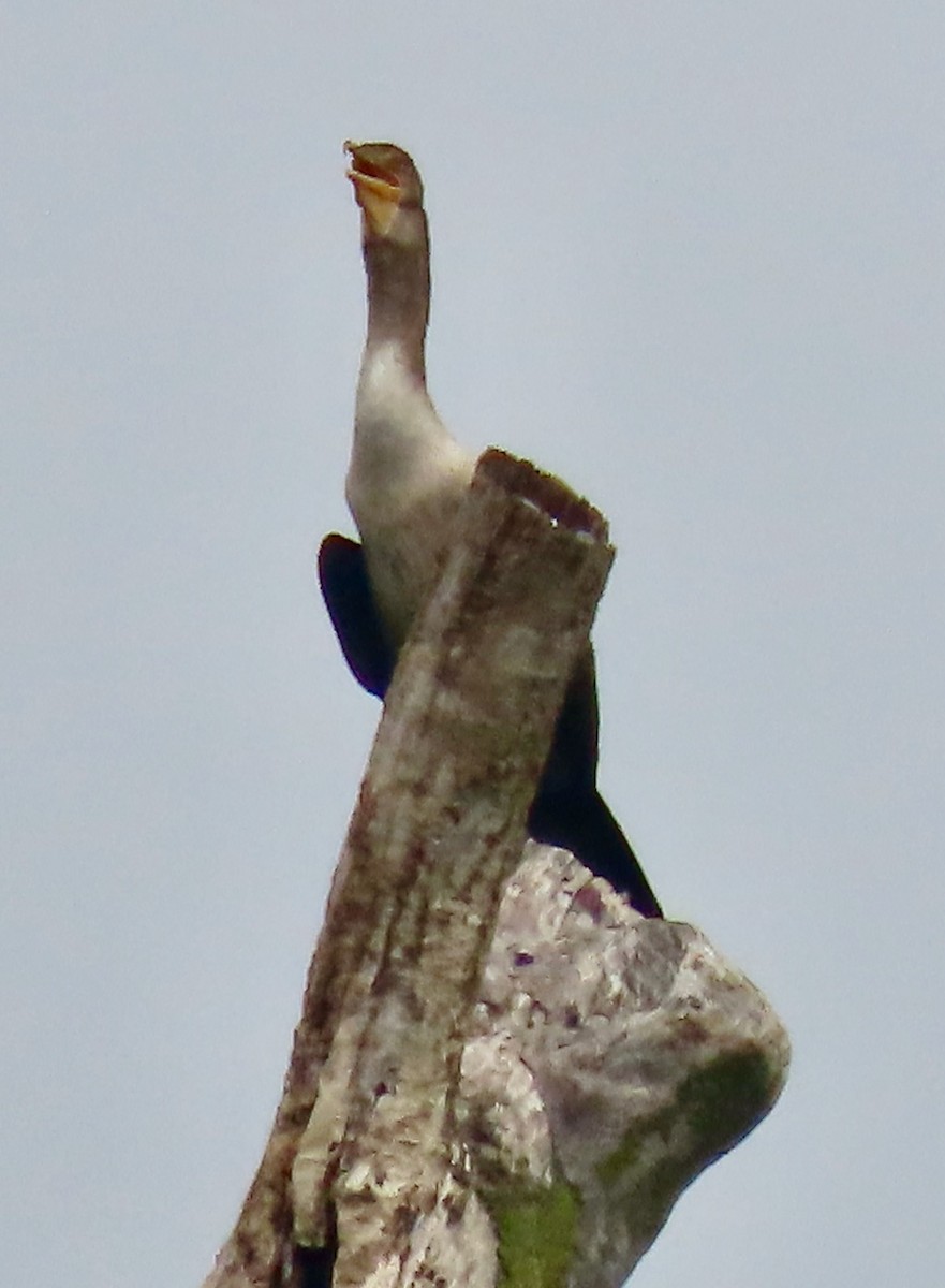 Double-crested Cormorant - ML620991521