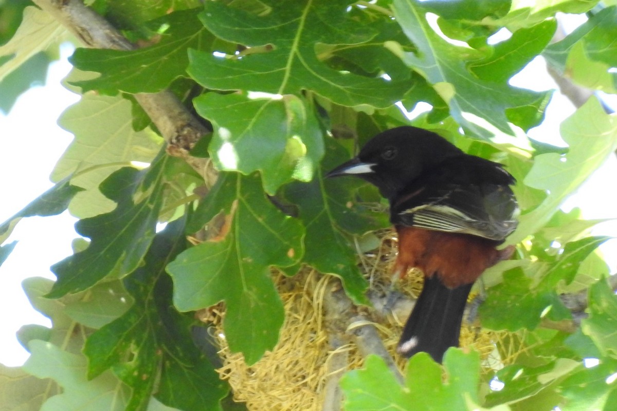 Orchard Oriole - ML620991528