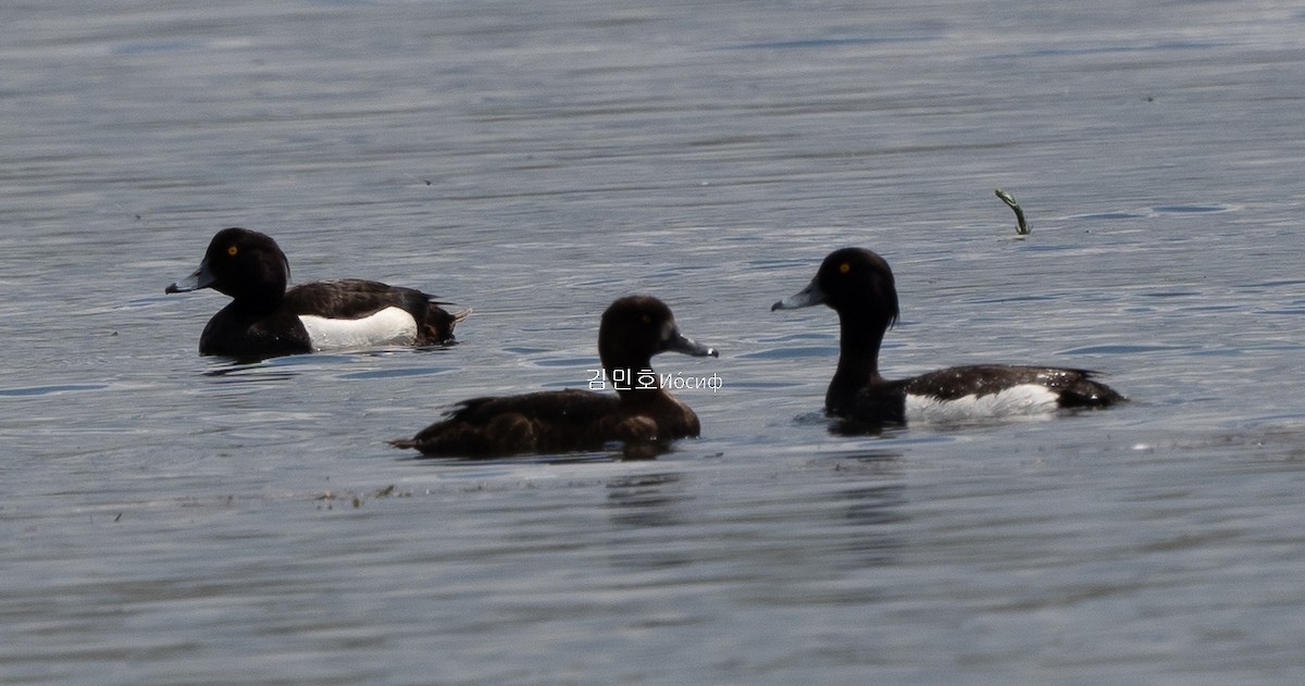 Tufted Duck - ML620991532