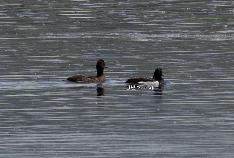 Tufted Duck - ML620991533